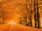 Woods in autumn Poster Print by Pangea Images - Item # VARPDX3AP3242